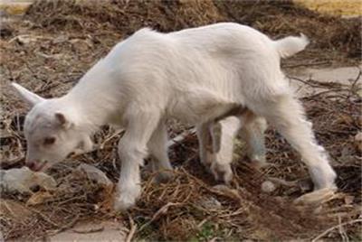 羊瘸腿是什么病怎么治疗用什么药,羊腐蹄病怎么引起的