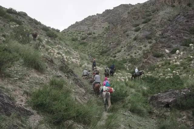 90后牧羊人视频,九零后牧羊人