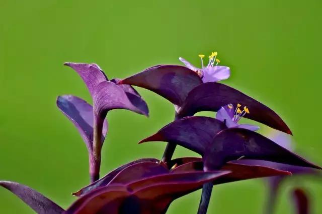 鸭跖草花的图片,紫鸭跖草花图片