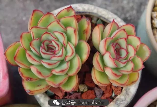 大浙江的多肉也来拉仇恨咯！即使淋雨也不褪色！我有妙招！