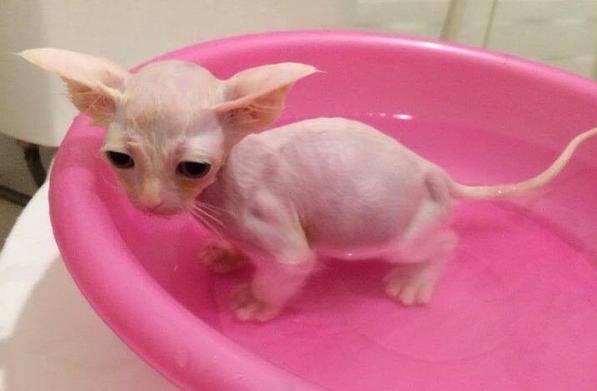 繁殖场救出全身霉菌的猫咪从小泡药浴，意外爱上游泳！