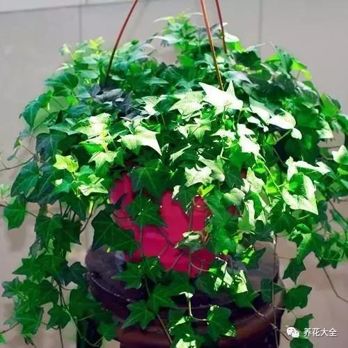 什么花驱虫又香,什么花驱虫又不伤人