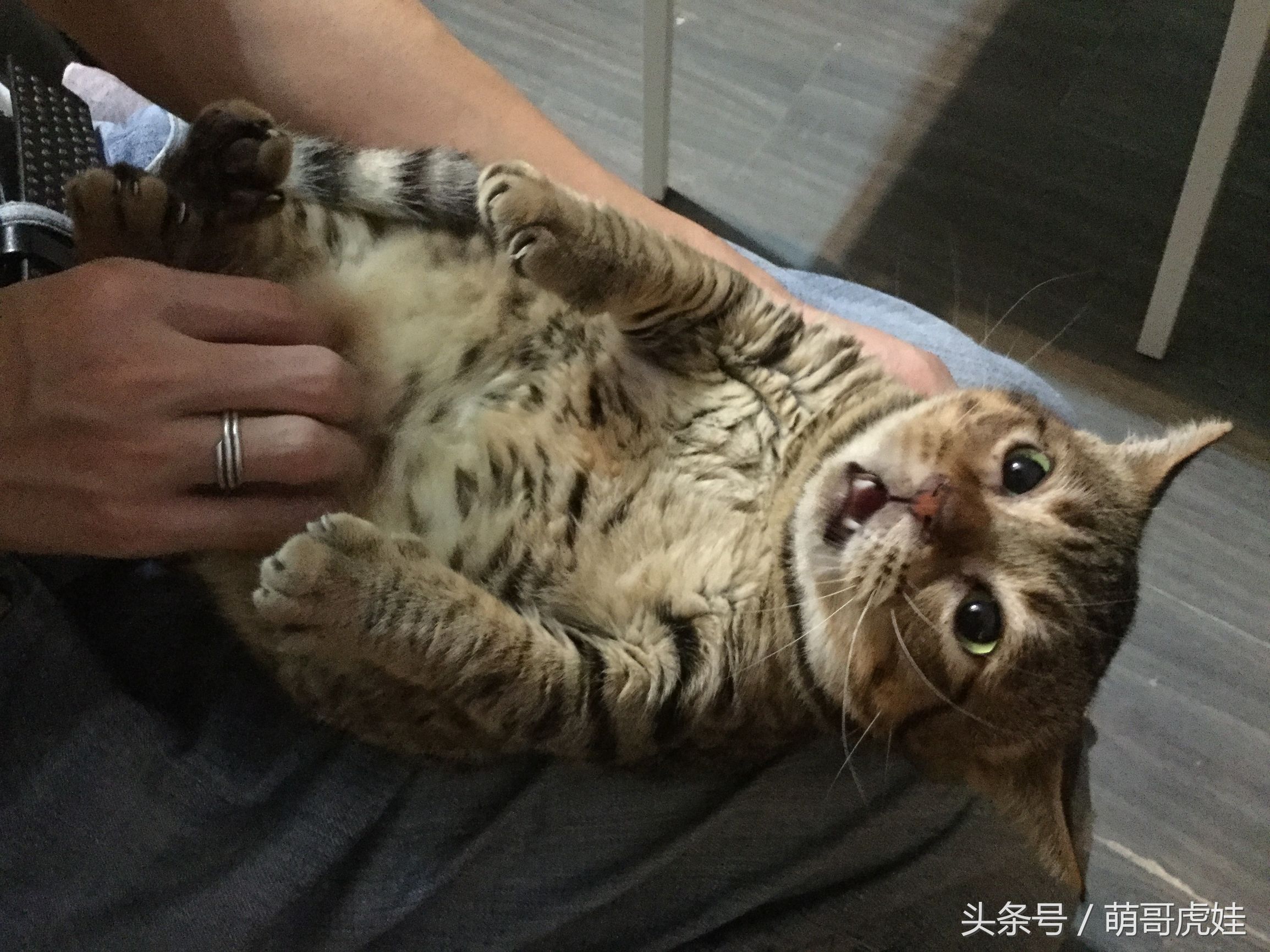 心爱的抱枕才抱了一晚上就被喵星人给糟蹋了，铲屎的：谁干的站出来保证不打死你