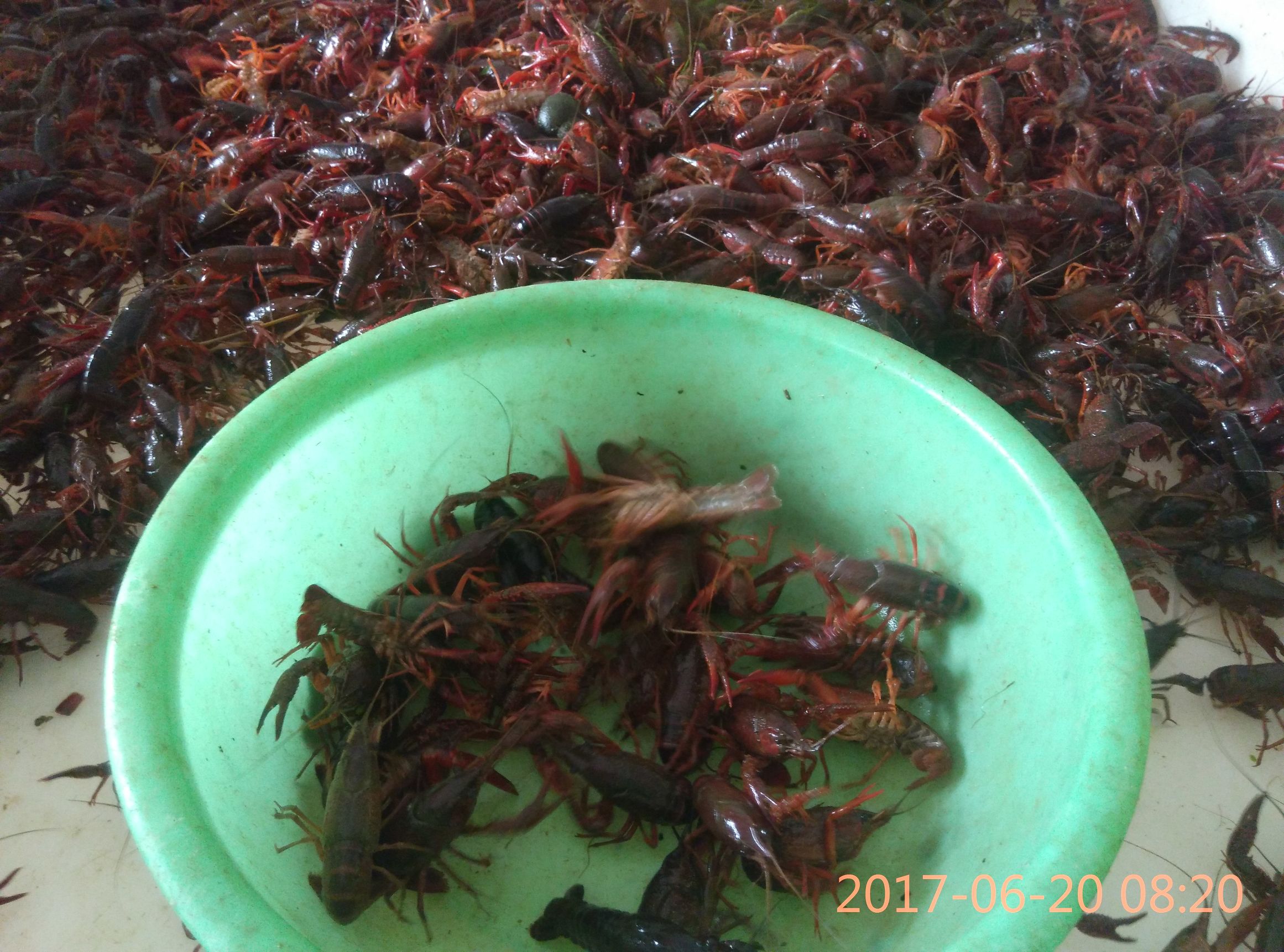 卖小龙虾怎么才能卖得更快,虾农卖龙虾视频