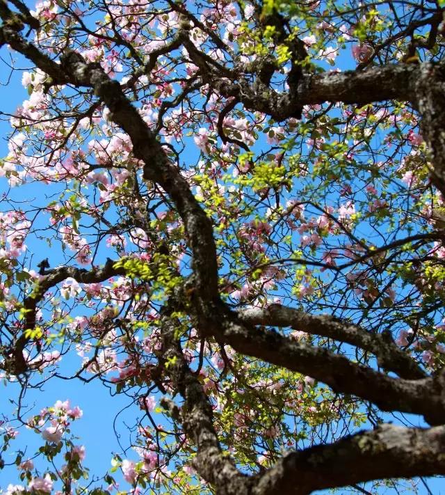 川西康定木格措,四川川西康定风景