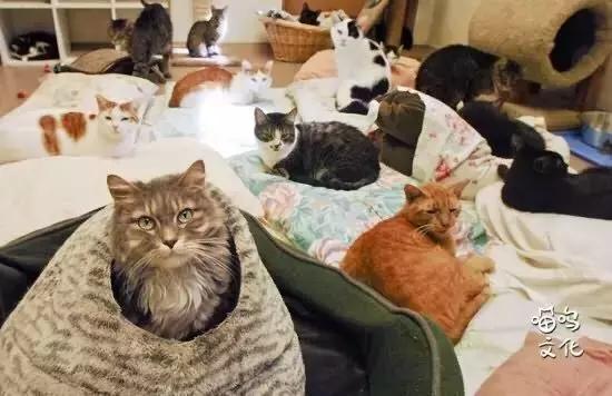 怎么去除房间的猫屎气味,房间内有猫味儿怎么消除