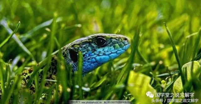 卧虎藏龙意蕴,卧虎藏龙直译