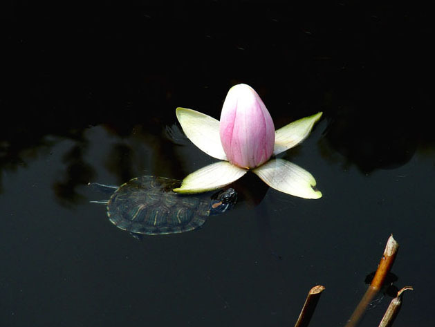 文玩星月菩提怎样选择精品,文玩星月菩提讲解