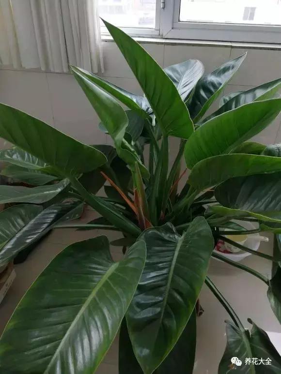 夏季发财树一般多少天浇水一次 (夏季多肉晴天浇水还是雨天浇水)