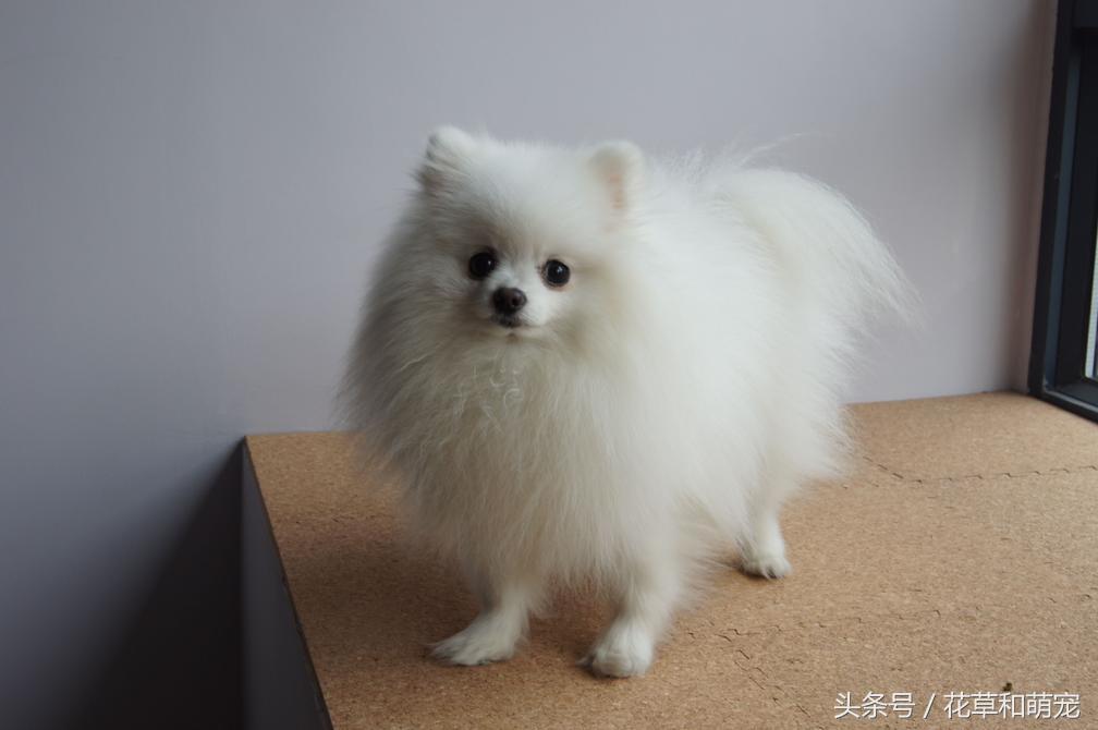 狗狗送人原主人能要回吗,把狗狗送给别人还能要回来吗