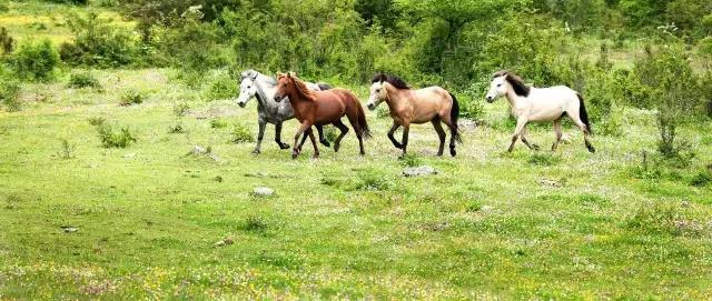 川西最美草原,川西绝美小众秘境草地