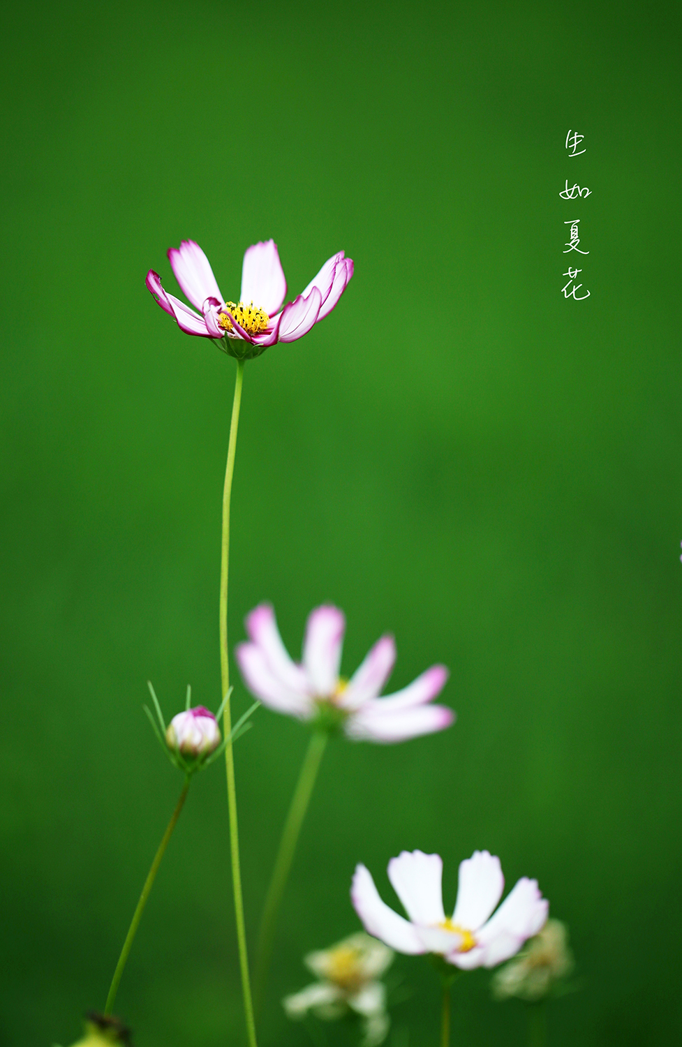 歌曲生如夏花原唱,生如夏花唯美人像摄影教程