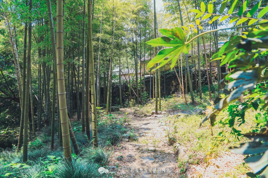 去木子山庄感受禅意，去观察奇曲茶