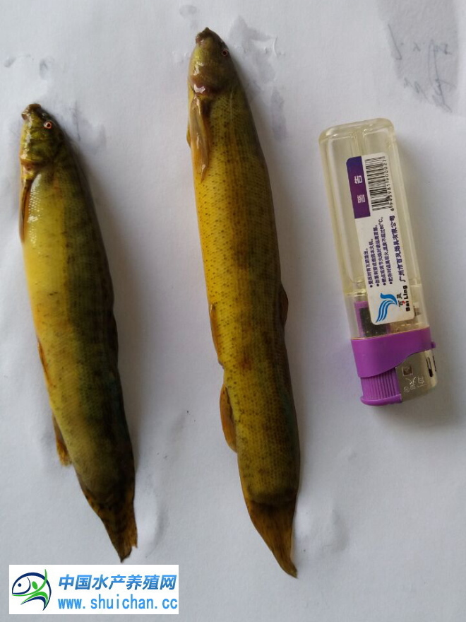 台湾泥鳅养殖行情,台湾泥鳅养殖期间怎么防治病害