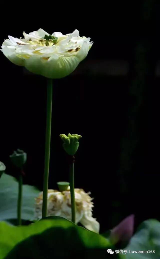 胡卫民医生讲座,胡卫民医生抗癌