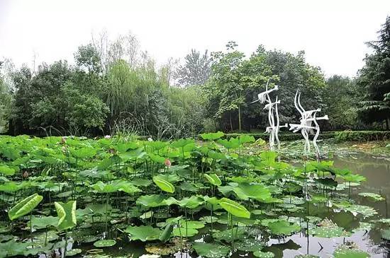 郑州哪的荷花开得比较好,郑州荷花观赏区