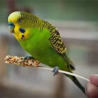 精灵宝可梦在现实中长什么样,精灵宝可梦到底是中国还是日本的