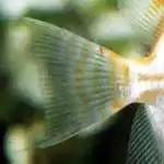 燕子神仙鱼怎么分公母,神仙燕子鱼的生活习性和特征