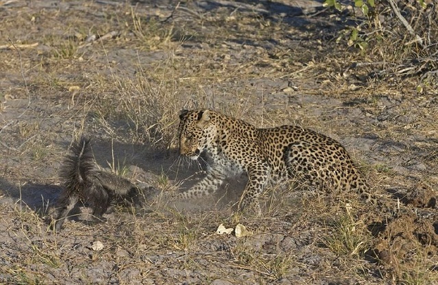 江湖上的平头哥大战纹身豹，个头虽小，不落下风，厉害了我的哥！