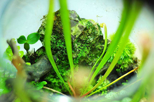 家居草缸,草缸可以放绿萝吗