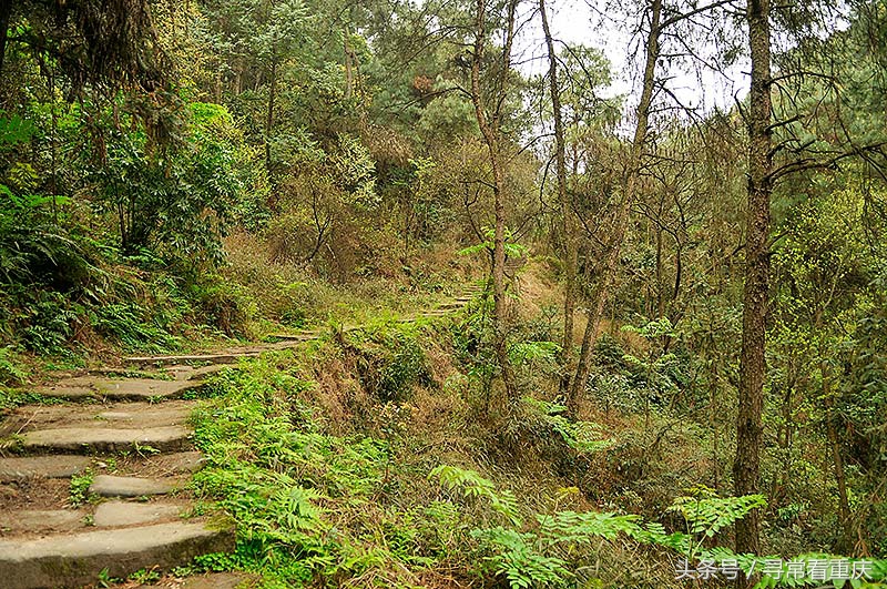 綦江渝黔盐茶古道,探秘鬼传说