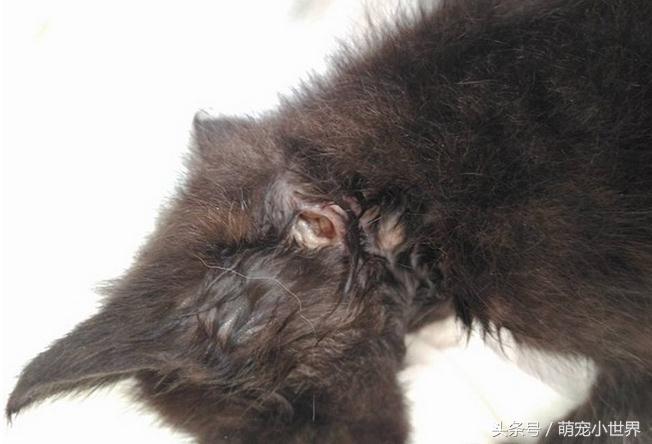 警方回应流浪猫死了被扔下水道,流浪猫两小时内突然死亡