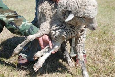 羊瘸腿是什么病怎么治疗用什么药,羊腐蹄病怎么引起的