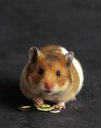 原创散文｜鼠王老爷黑