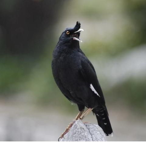 说说你们养过哪些奇怪的宠物,这些宠物你都养过吗