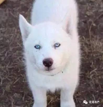 灰产如何规避打击,灰产处置