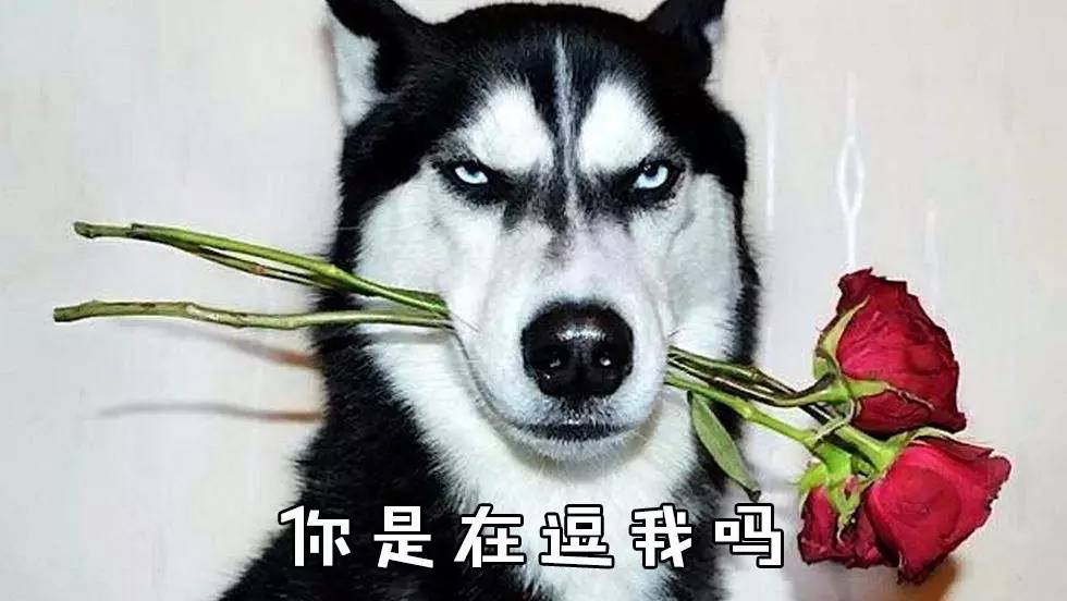 绝对不逗你!这些两个字的组合也是成语