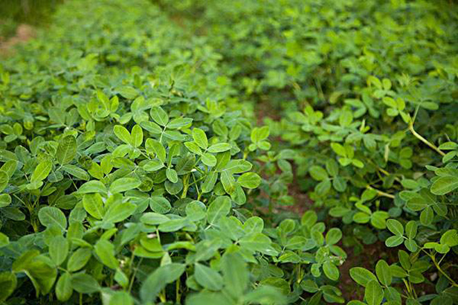 花生出苗后生杂草用什么除草剂,花生杂草封闭除草剂