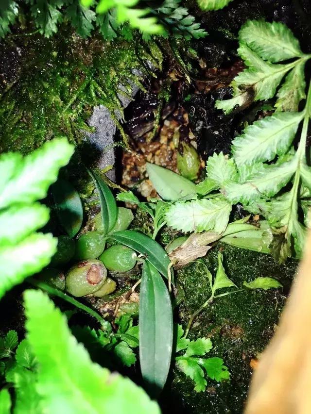 雨林缸生态水景,家居小鱼缸造景