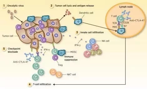 肿瘤免疫治疗的那些事,肿瘤免疫疗法系列