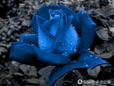 玫瑰品种区分及花语,绿玫瑰品种和花语