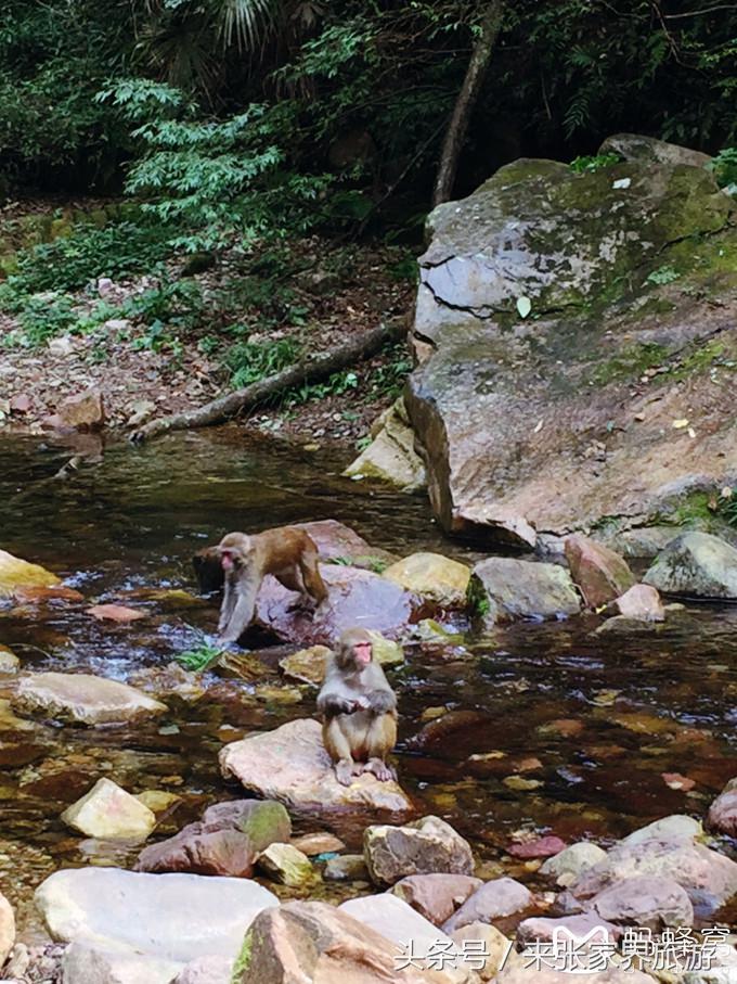 张家界五日游多少钱一个人 (自己张家界六日游详细攻略)