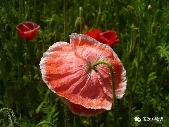 虞美人与虞美人,虞美人深度解析