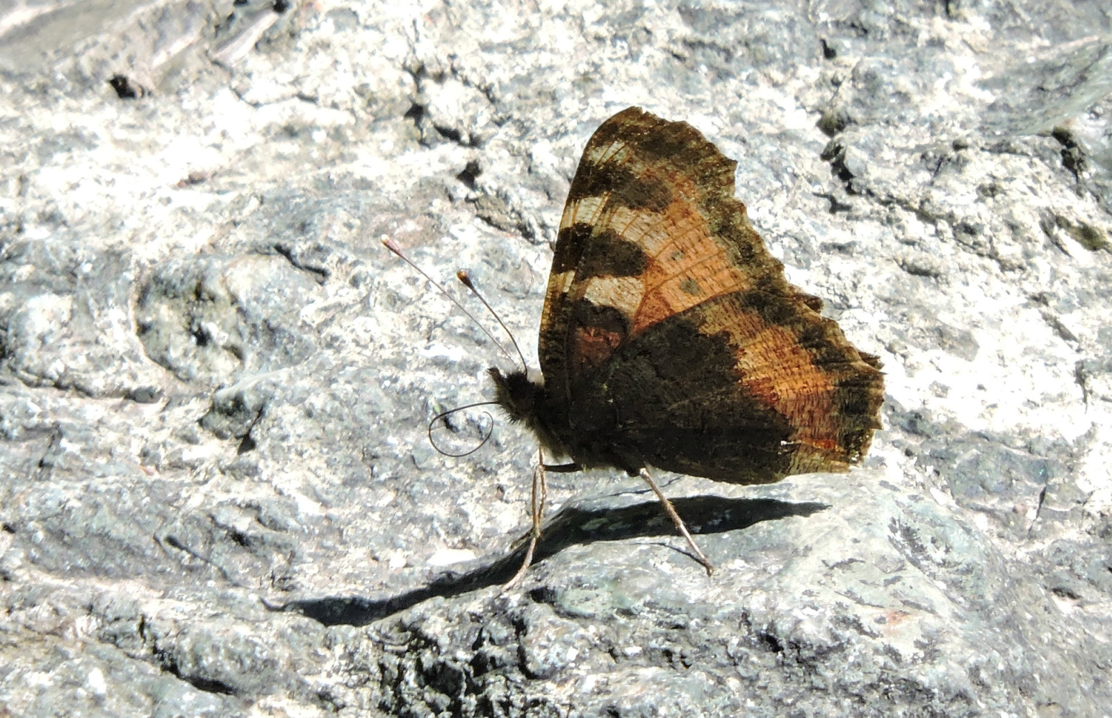 乌鲁木齐石人沟民俗,乌鲁木齐风情