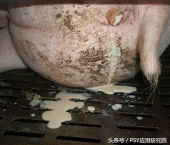 母猪存在问题怎么办,母猪泌乳是什么