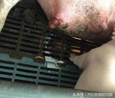 母猪存在问题怎么办,母猪泌乳是什么