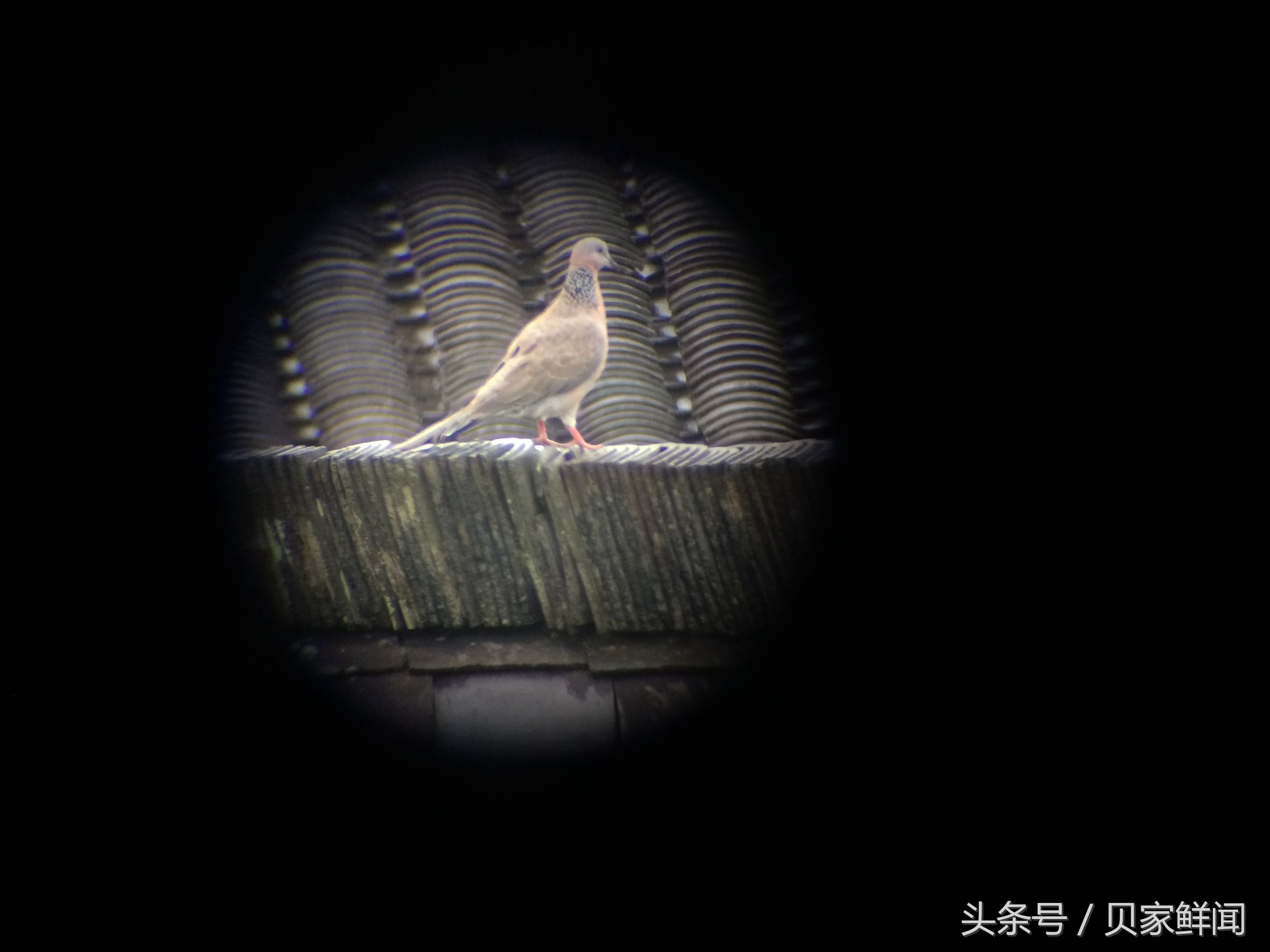 民用最大倍率望远镜,最小高倍望远镜