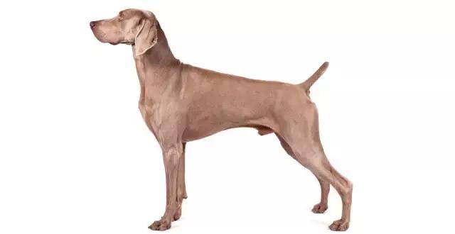 讲真｜论跑步，你可能还不如你家狗！