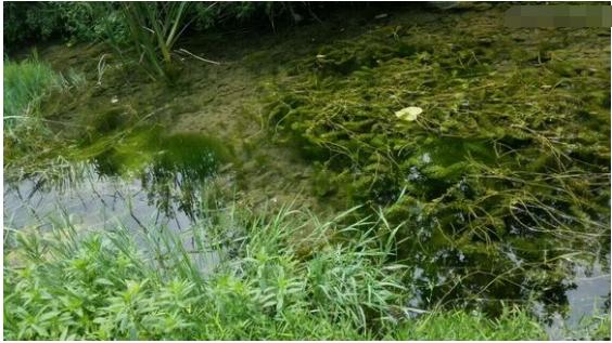 中华草龟和野生草龟的区别,草龟跟中华草龟有什么区别