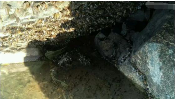 中华草龟和野生草龟的区别,草龟跟中华草龟有什么区别