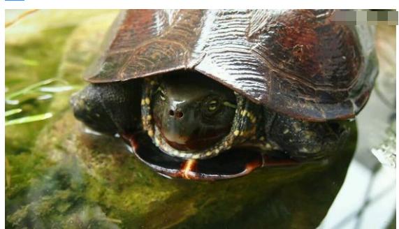 中华草龟和野生草龟的区别,草龟跟中华草龟有什么区别