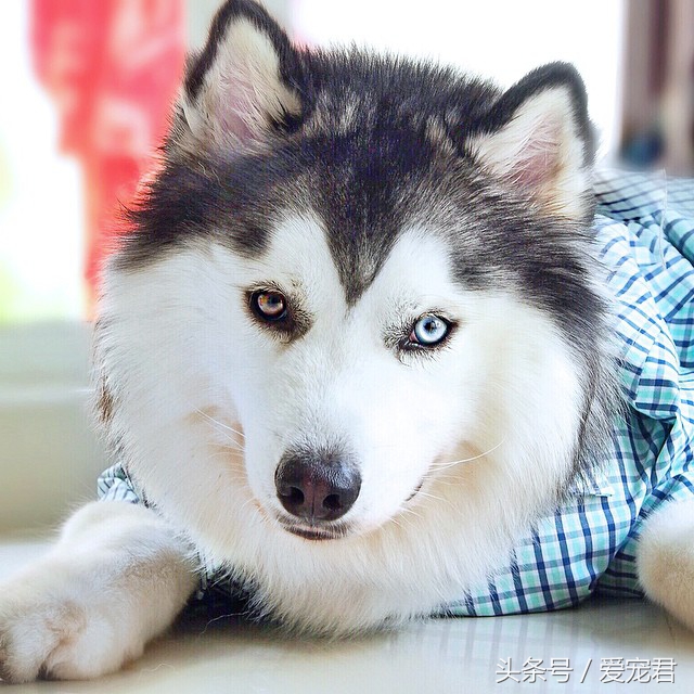 狗狗护食食谱大全,狗狗保护肠胃的食谱