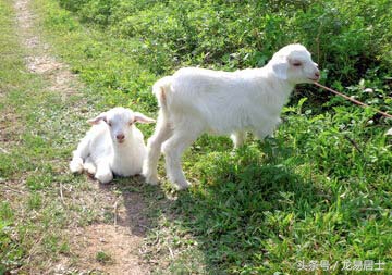 中国的十二生肖有几个,中国的十二生肖对中国有多重要