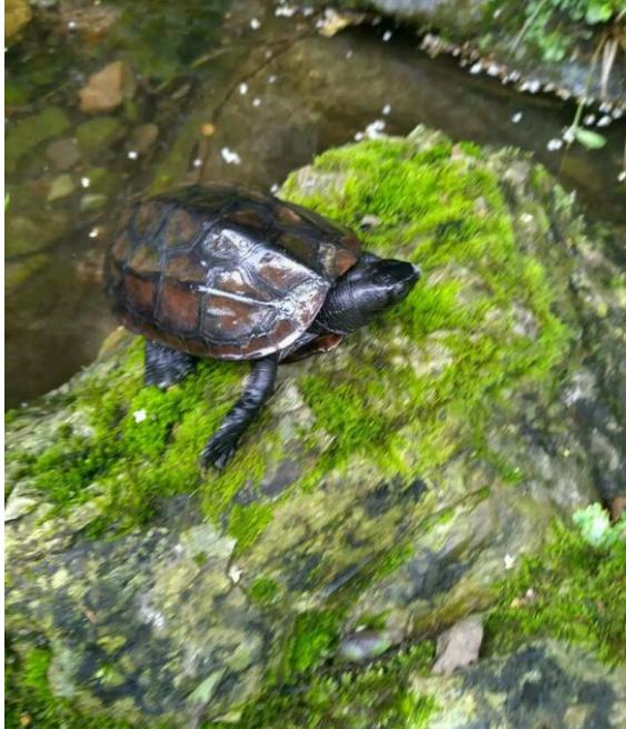 中华草龟和野生草龟的区别,草龟跟中华草龟有什么区别