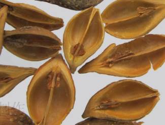 中药连翘的用途,中药知识必学牡蛎