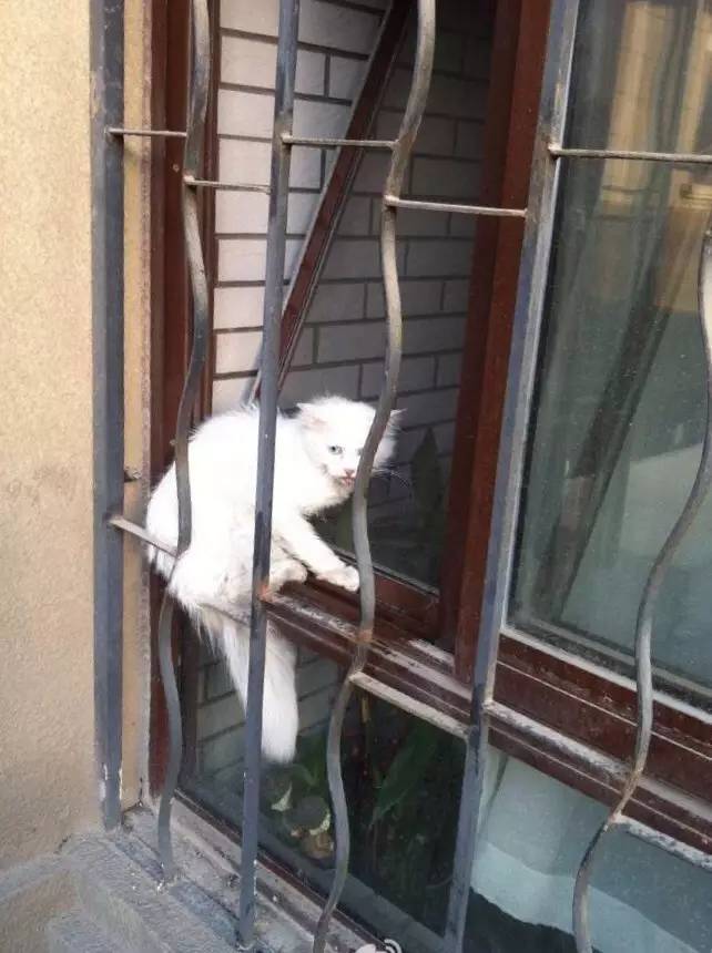 一只猫的生活意见读后感,一只猫的生命